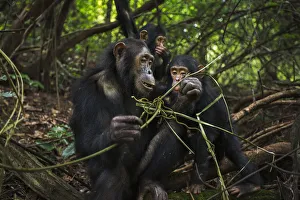 Eastern chimpanzee female Golden aged 15 years feeding on vines while her infant daughter Eastern chimpanzee female Golden aged 15 years feeding on vines while her infant daughter