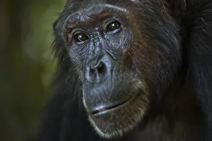 Eastern chimpanzee female Nasa aged 25 years portrait Eastern chimpanzee female Nasa aged 25 years portrait