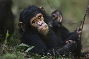 Eastern chimpanzee infant female Glamour aged 21 months resting on the forest floor Eastern chimpanzee infant female Glamour aged 21 months resting on the forest floor