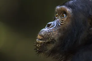 Eastern chimpanzee juvenile male Tom aged 12 years portrait Eastern chimpanzee juvenile male Tom aged 12 years portrait