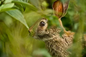 <b class=qtipBold><figcaption>Eastern Cottontail</figcaption></b><br>This Eastern Cottontail was shy and peered out from under some bushes.<br><em>© copyright 2013 Michael Cummings</em> Eastern Cottontail