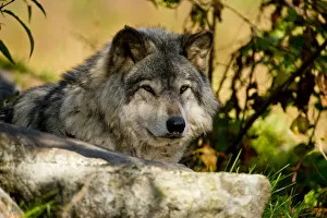 <b class=qtipBold><figcaption>Eastern gray wolf</figcaption></b><br>A photograph of an Eastern Gray Wolf or Timber Wolf laying down in the shade to cool off in the heat.<br><em>© All Rights Reserved Worldwide. All photographs are owned and copyright by Michael Cummings. Do not use, edit or in anyway alter</em> Eastern gray wolf