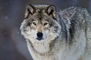 <b class=qtipBold><figcaption>Eastern Gray Wolf</figcaption></b><br>Photograph of an Eastern Gray Wolf in winter.<br><em>© All Rights Reserved Worldwide. All photographs are owned and copyright by Michael Cummings. Do not use, edit or in anyway alter</em> Eastern Gray Wolf