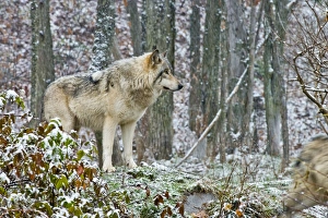 <b class=qtipBold><figcaption>Eastern Gray Wolf In Winter</figcaption></b><br>An Eastern Gray Wolf standing on a lightly snow dusted hill.<br><em>© All photographs are owned and copyright by Michael Cummings</em> Eastern Gray Wolf In Winter
