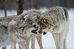 <b class=qtipBold><figcaption>Eastern gray wolves</figcaption></b><br>Michael Cummings, 590434107<br><em>© All Rights Reserved Worldwide. All photographs are owned and copyright by Michael Cummings. Do not use, edit or in anyway alter</em> Eastern gray wolves