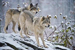 <b class=qtipBold><figcaption>Eastern Gray Wolves In Winter</figcaption></b><br>A pair of Eastern gray Wolves or Timber Wolves are looking intently during a snow storm.<br><em>© All Rights Reserved Worldwide. All photographs are owned and copyright by Michael Cummings. Do not use, edit or in anyway alter</em> Eastern Gray Wolves In Winter
