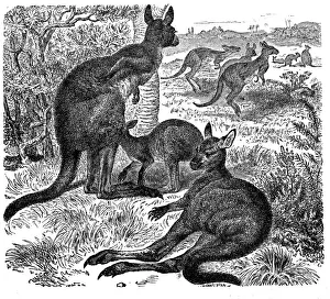 Eastern Grey Kangaroo, Macropus Giganteus Eastern Grey Kangaroo, Macropus Giganteus