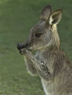 Eastern Grey kangaroo male joey nibbling on grass Eastern Grey kangaroo male joey nibbling on grass