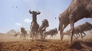 Eastern White-bearded Wildebeest herd on the move Eastern White-bearded Wildebeest herd on the move