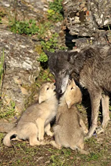 Eastern Wolf -Canis lupus-, female with a begging pups, eight weeks, captive, Montana Eastern Wolf -Canis lupus-, female with a begging pups, eight weeks, captive, Montana