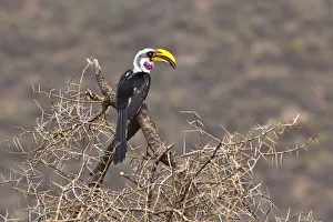 Eastern Yellow-billed Hornbill -Tockus flavirostris-, Samburu National Reserve, Kenya Eastern Yellow-billed Hornbill -Tockus flavirostris-, Samburu National Reserve, Kenya