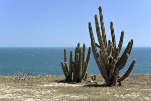 Echinopsis cactus -Echinopsis sp.- on the beach, Jijoca de Jericoacoara, Ceara, Brazil Echinopsis cactus -Echinopsis sp.- on the beach, Jijoca de Jericoacoara, Ceara, Brazil