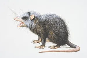 Echinosorex gymnurus, Greater Moonrat, side view Echinosorex gymnurus, Greater Moonrat, side view
