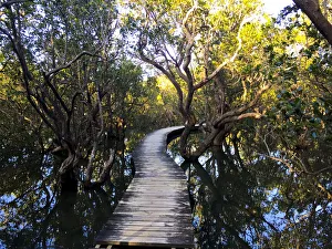 Eco Tours at Daintree National Park Eco Tours at Daintree National Park