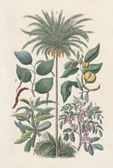 Images Dated 24th September 2013: Economic plants, hand-colored lithograph, published in 1880