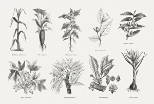 Economic plants, wood engravings, published in 1880 Economic plants, wood engravings, published in 1880