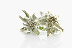 Still Life of Daisy