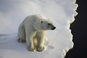 <b class=qtipBold><figcaption>On The Edge</figcaption></b><br>Polar bear resting on the edge of an ice floe north of Svalbard in the afternoon light.<br><em>© �� 2016 Wildestanimal</em> On The Edge