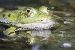 Edible Frog -Pelophylax kl. Esculentus-, North Hesse, Hesse, Germany Edible Frog -Pelophylax kl. Esculentus-, North Hesse, Hesse, Germany