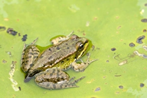 Edible Frog -Rana esculenta-, young, perched on a floating leaf, Burgenland, Austria Edible Frog -Rana esculenta-, young, perched on a floating leaf, Burgenland, Austria