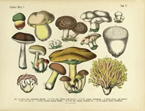 Botanical Prints: Edible Mushrooms, Victorian Botanical Illustration