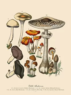 Images Dated 15th January 2019: Edible Mushrooms, Victorian Botanical Illustration