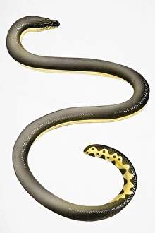 Eel (Anguilliformes), with long, slender body Eel (Anguilliformes), with long, slender body