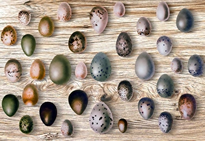 Eggs of birds in front of wood background Eggs of birds in front of wood background