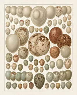 Starling Gallery: Eggs of European birds, lithograph, published in 1897