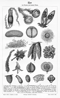 Eggs of fish and lower animals engraving 1895 Eggs of fish and lower animals engraving 1895