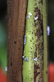 Eggs, probably from the owl butterfly -Caligo- on banana tree, Mainau, Baden-Wuerttemberg Eggs, probably from the owl butterfly -Caligo- on banana tree, Mainau, Baden-Wuerttemberg