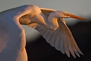 <b class=qtipBold><figcaption>Egret bird at sunset</figcaption></b><br>Egret at golden hour.<br><em>© Phoo Chan</em> Egret bird at sunset