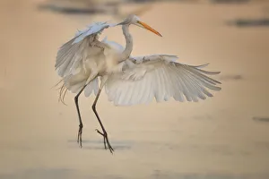 Egret Landing Egret Landing