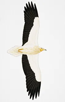 Egyptian Vulture Neophron percnopterus), adult Egyptian Vulture Neophron percnopterus), adult
