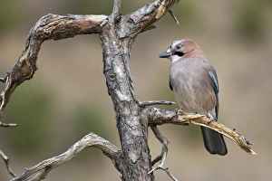Eichelha?her -Garrulus glandarius-, Tyrol, Austria Eichelha?her -Garrulus glandarius-, Tyrol, Austria