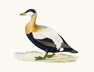<b class=qtipBold><figcaption>Eider Duck Waterfowl bird</figcaption></b><br>A photograph of an original hand-colored engraving from The History of British Birds by Morris published in 1853-1891.<br><em>© mashuk</em> Eider Duck Waterfowl bird