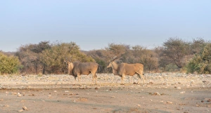 Two elands -Taurotragus oryx-, Chudop water hole, Etosha National Park, Namibia Two elands -Taurotragus oryx-, Chudop water hole, Etosha National Park, Namibia