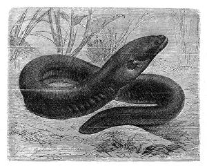 The electric eel (Electrophorus electricus) The electric eel (Electrophorus electricus)