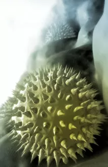 Electron Microscopic Image of Pollen Grains