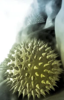 Electron Microscopic Image of Pollen Grains Electron Microscopic Image of Pollen Grains