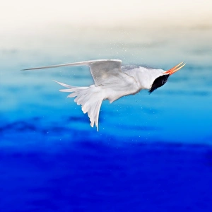 <b class=qtipBold><figcaption>Elegant Tern "Twisting"</figcaption></b><br>An Elegant Tern captured mid-air during a 'twist' or rotate which terns do to help shake off the water from their feathers just after they fly back up out of the water.<br><em>© 2010-2011 Susan Gary</em> Elegant Tern 'Twisting'