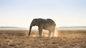 Elephant in the evening light on dry grassland, African Elephant -Loxodonta africana Elephant in the evening light on dry grassland, African Elephant -Loxodonta africana