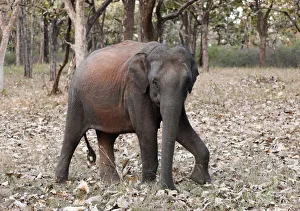 Elephant in the forest, Asian or Asiatic elephant -Elephas maximus-, Mudumalai National Park, Tamil Nadu, Tamilnadu Elephant in the forest, Asian or Asiatic elephant -Elephas maximus-, Mudumalai National Park, Tamil Nadu, Tamilnadu