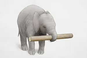 Images Dated 3rd January 2007: Elephant holding log of wood in trunk