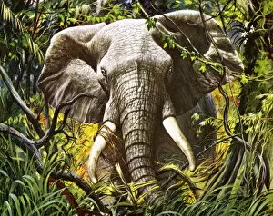 Images Dated 2nd April 2015: Elephant in the Jungle