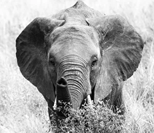 Elephant Pointing His Trunk at the Camera in Black and White in Tanzania Elephant Pointing His Trunk at the Camera in Black and White in Tanzania