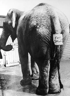 <b class=qtipBold><figcaption>Elephant For Sale</figcaption></b><br>An Indian elephant with a 'For Sale' sign attached to its tail, circa 1930. (Photo by FPG/Hulton Archive/Getty Images)<br><em>© 2004 Getty Images</em> Elephant For Sale