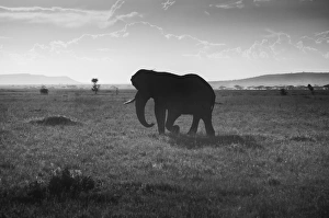 <b class=qtipBold><figcaption>Elephant Silhouette</figcaption></b><br>Serengeti, Tanzania<br><em>© Altai World Photography</em> Elephant Silhouette