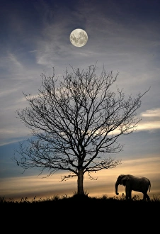 Elephant with tree and full moon, Portugal Elephant with tree and full moon, Portugal