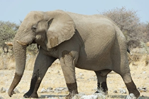 Elephant walking with wet feet over dry grassland, African Bush Elephant -Loxodonta Elephant walking with wet feet over dry grassland, African Bush Elephant -Loxodonta